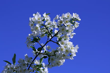 นกเชอร์รี่, ต้นซากุระ, ดอก, ต้นไม้, ต้นไม้ดอก, สีขาว, ธรรมชาติ