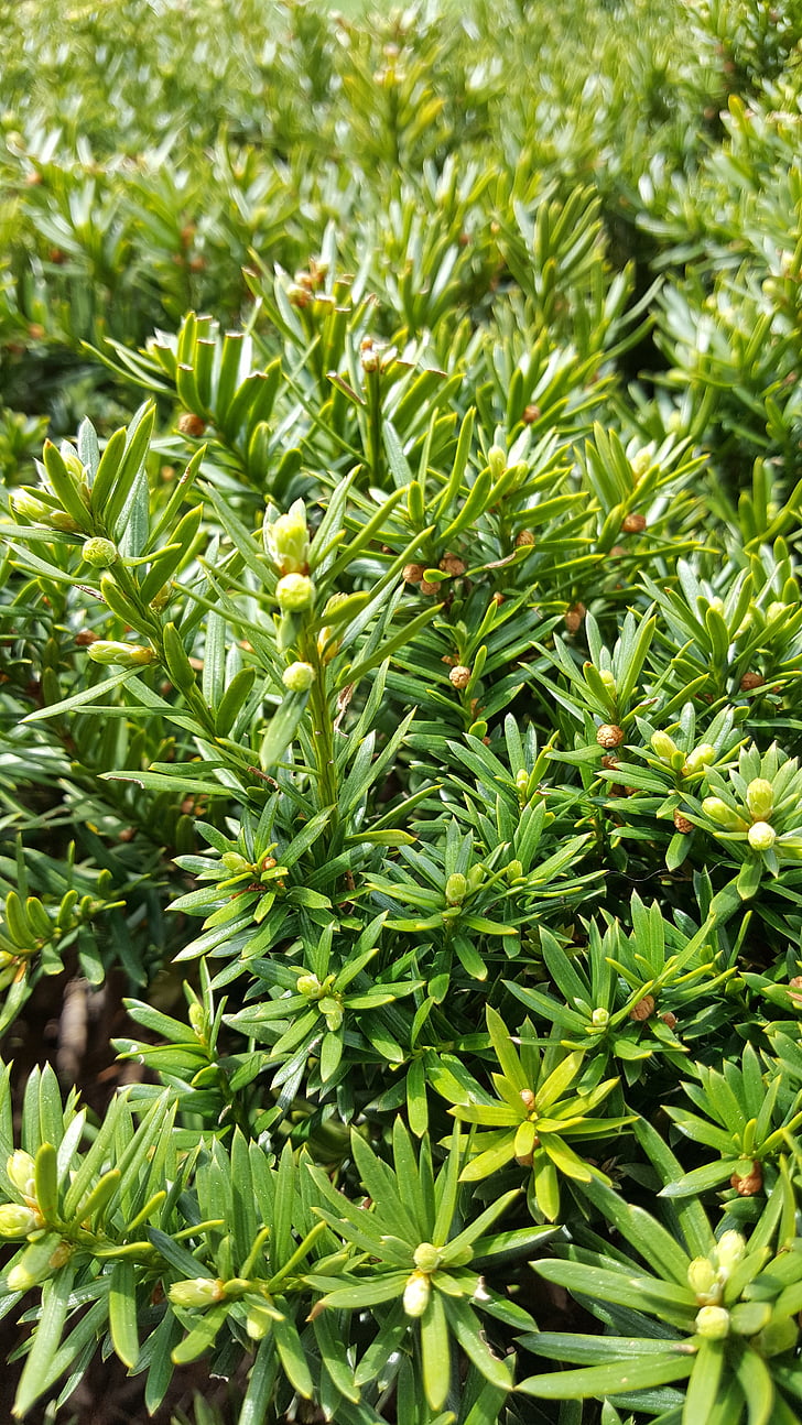 Bush, caixa madeira, verde, paisagismo, Evergreen, planta