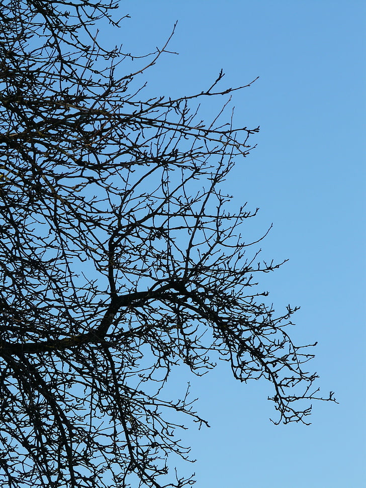 tree, branches, pear, orchard, nature, branch, sky