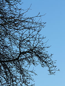 Baum, Filialen, Birne, Obstgarten, Natur, Filiale, Himmel