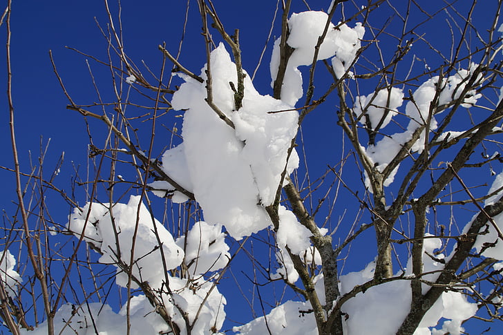 drevo, veje, blizu, zasneženih, pozimi, zimski, sneg