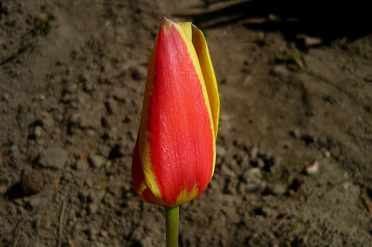 Tulip ' giuseppe verdi, Tulip, bloem, plant, een bloementuin