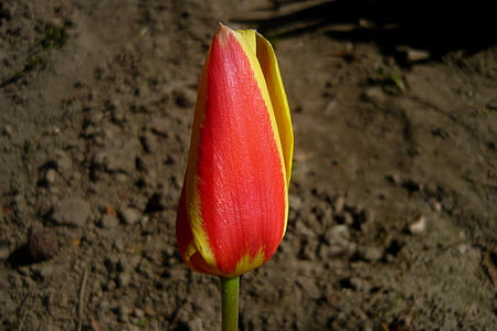 Tulipán ' giuseppe verdi, Tulipán, květ, závod, Květinová zahrada