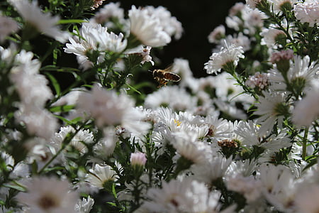 abelha, abelha na abordagem, inseto, animal, planta, flores brancas, fechar