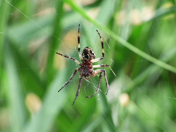 αράχνη, αραχνοειδές έντομο, agalenatea redii, Web, Υδροβιότοπος, αρπακτικό