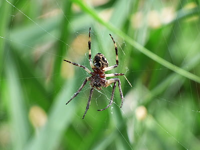 spider, arachnid, agalenatea redii, web, wetland, predator