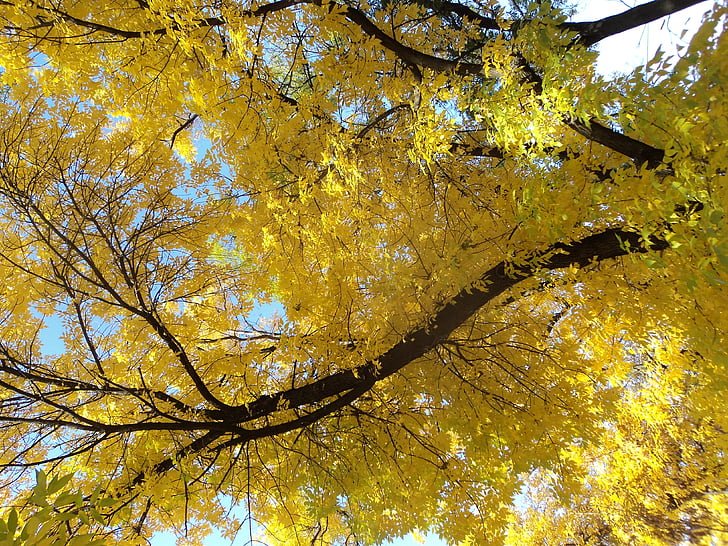 Vương miện màu vàng, Ash, mùa thu, chi nhánh
