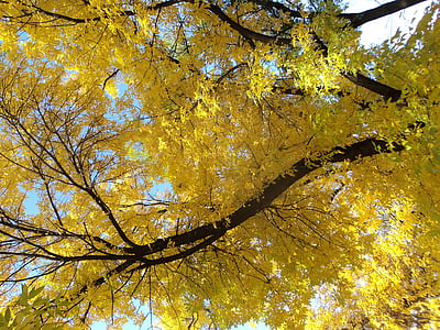Corona amarilla, ceniza, otoño, rama