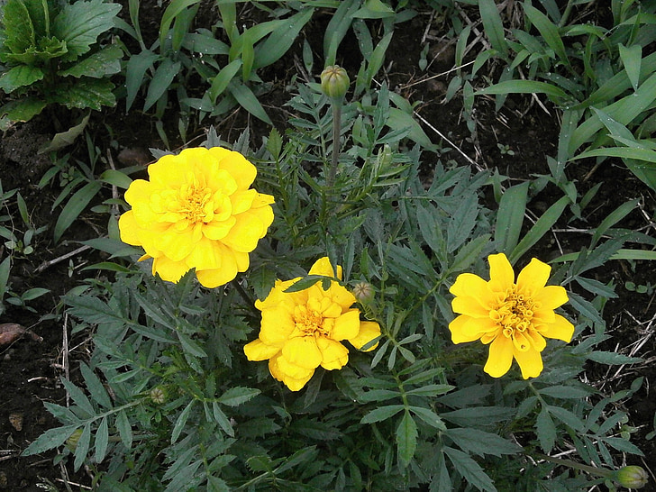 marigold, yellow flowers, summer flowers, flower bed