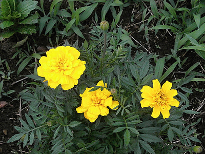 Marigold, gula blommor, sommarblommor, blomma säng