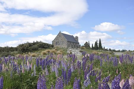 Tekapo, Nový Zéland, kostol, Vlčí bôb, kamenný kostol, kvety, krásny kostol