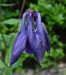 purple flower, floral, garde, violet, nature, close-up