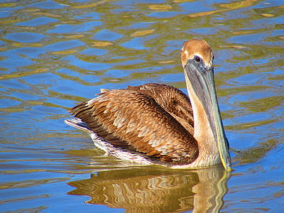 Louisiana, fugle, pelikaner, Bayou, dyr i naturen, dyr temaer, et dyr
