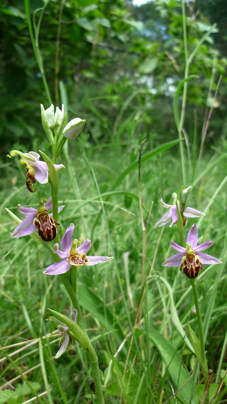 bee orchid, next, variety friburgensis, right, var, botteroni, german orchid