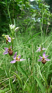 蜂兰花, 下一个, 品种 friburgensis, 权利, var, botteroni, 德国兰花