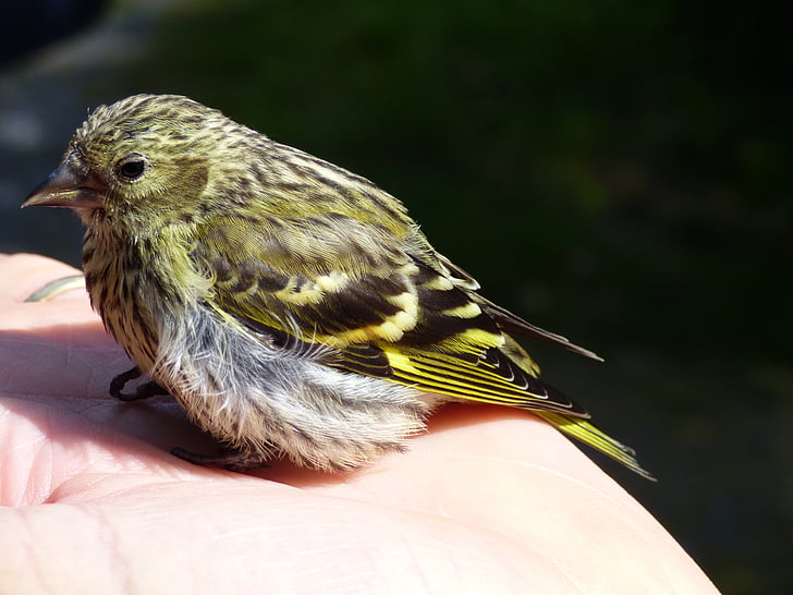 Siskin, fugl, Juvenile, hånd, perched, UK, Wildlife