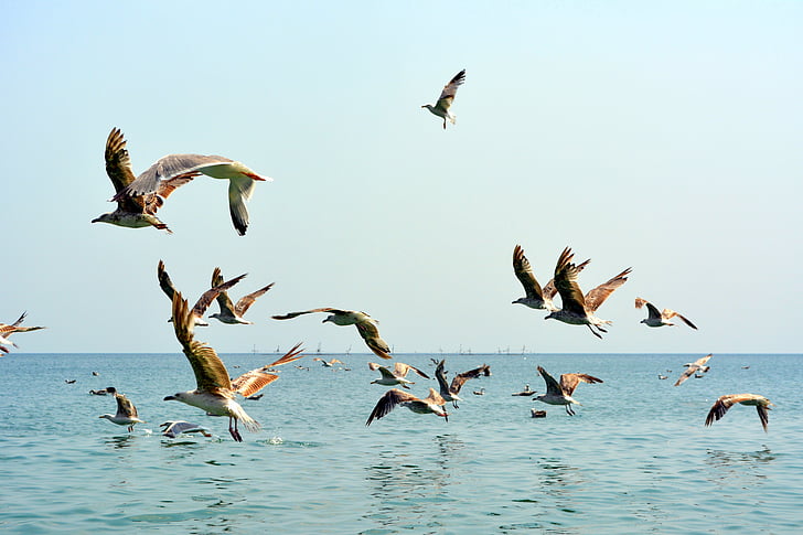 Seagull, Stol, vogels, vlucht, water, grote, boot