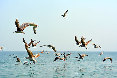 Seagull, stol, fåglar, flyg, vatten, Stor, båt