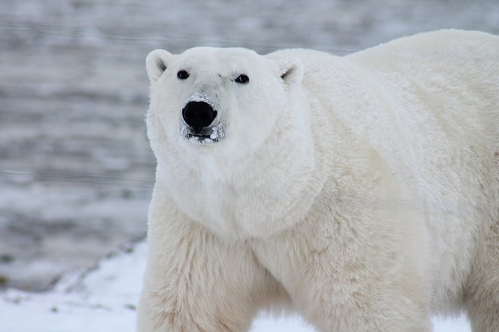 white, polar, bear, near, water, daytime, Polar Bear