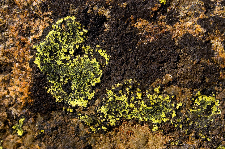 lichen, detail, macro, nature, rock