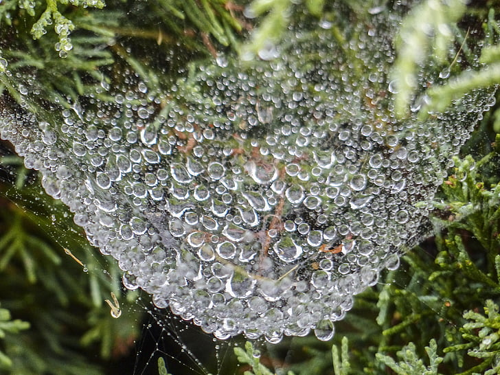 örümcek ağı, ağır, yağmur yüklü, örümcek net, doğa, su, sabah erken