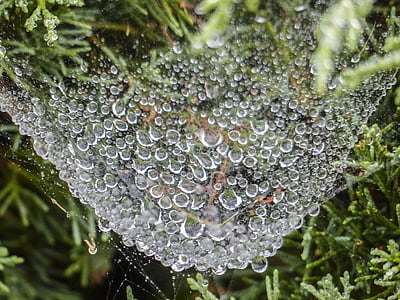 teia de aranha, pesado, carregadas de chuva, líquido de aranha, natureza, água, de manhã cedo