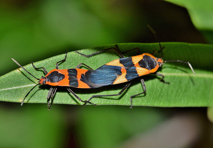 store milkweed bug, bug, insekt, sort og orange, bevinget insekt, flyvende insekt, lukke