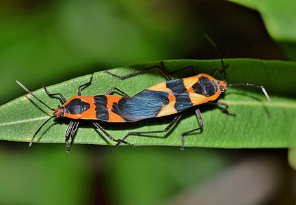 store milkweed bug, bug, insekt, sort og orange, bevinget insekt, flyvende insekt, lukke
