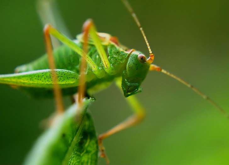 občutljivo insektov, kobilica, insektov, pikčasto, zelena, makro, pikčasto občutljivo insektov