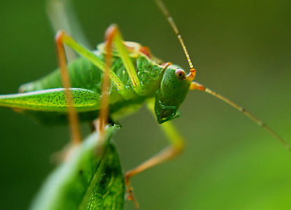 inseto delicado, gafanhoto, inseto, pontilhada, verde, macro, pontilhado delicado inseto