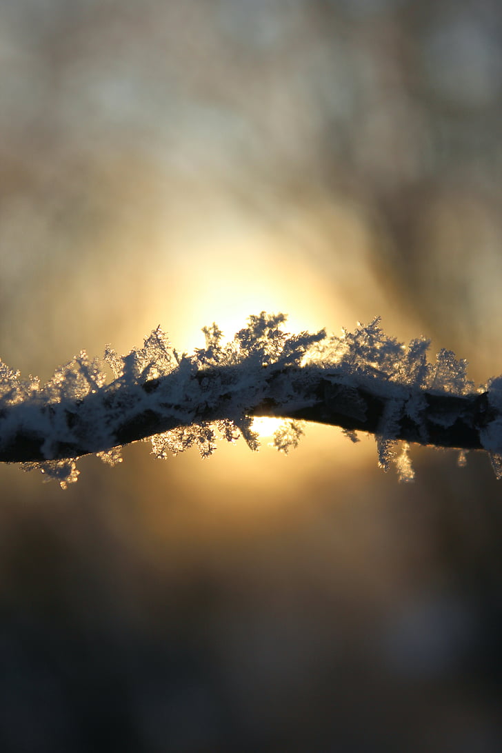 vinter, Ice, snö, fryst, Eiskristalle, träd, vintrig
