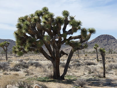 Drzewo Jozuego, park narodowy, park narodowy Joshua tree, josuabaum, Drzewo Jozuego, Mojave desert