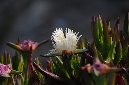 roślin lodu, Natura, Flora