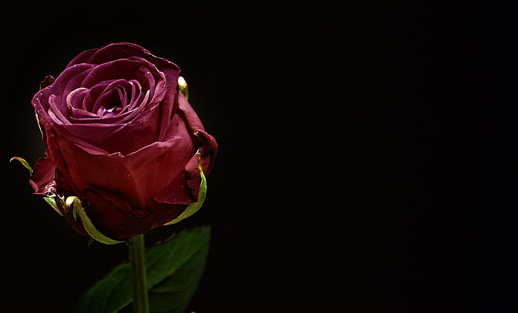 τριαντάφυλλο, κόκκινο, αυξήθηκε ανθίζουν, λουλούδι, άνθος, άνθιση, Κλείστε