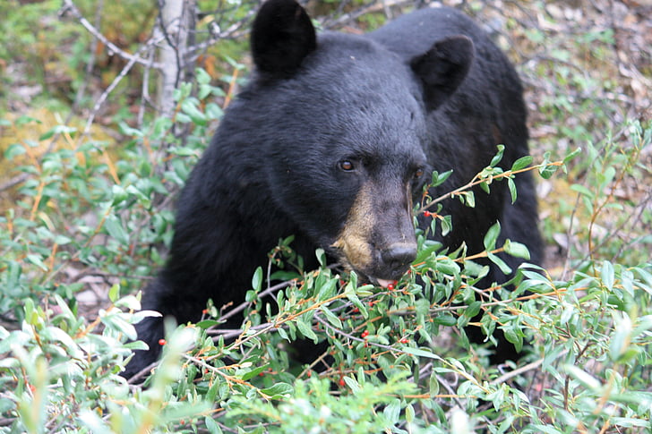 Джаспер, Національний парк Джаспер, гімалайський ведмідь, ведмідь, Канада