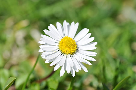 Daisy, kvet, kvet, kvet, biela, jar, Záhrada