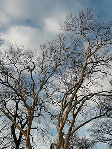 ツリー, 古い, 古い木, 自然, ログ, 節くれだって, 自然な木の幹