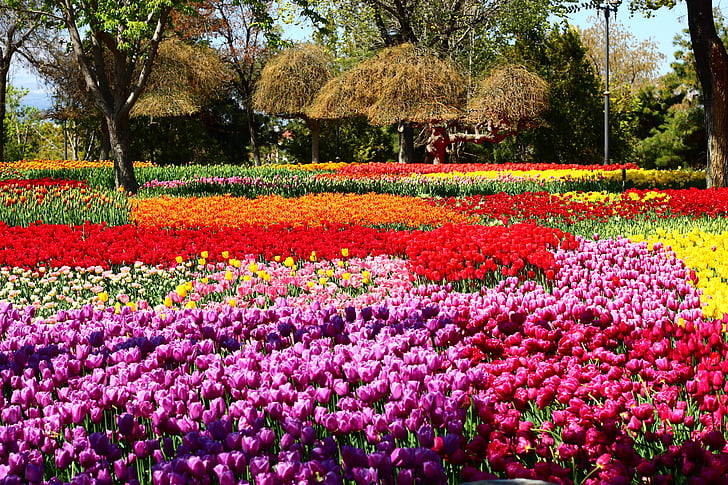 Φεστιβάλ τουλίπας, πέρασμα τουλίπες, κήπος τουλίπα, Ικόνιο, άνοιξη, λουλούδι, φύση