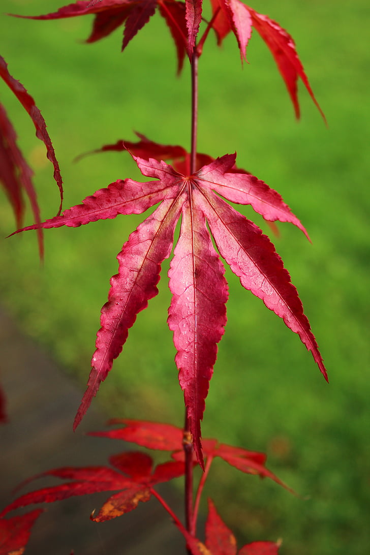 folhas, vermelho, Outono, natureza, Maple