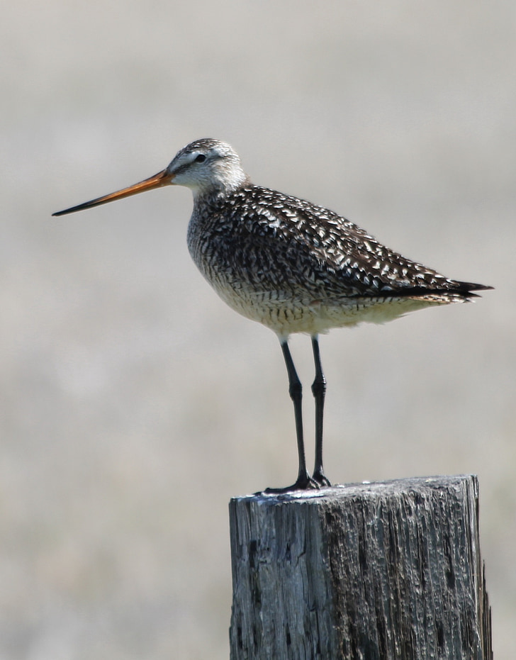 marbled godwit, bird, perched, standing, post, wildlife, nature