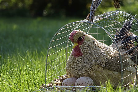 kyckling, Cage, gräs, ägg, solen, naturen, trädgård