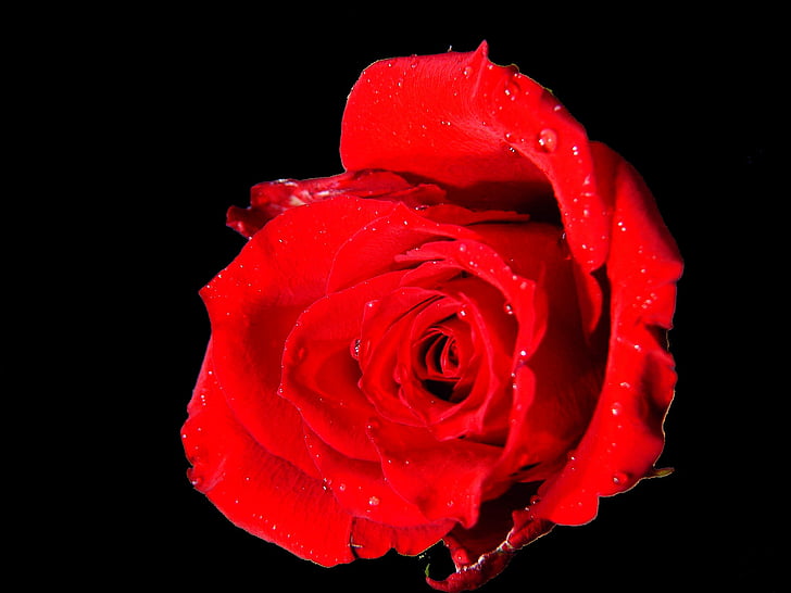 rose, red rose, blossom, bloom, flower, red, red roses