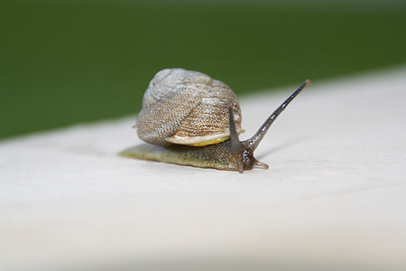 snail, slow, moving, shell, slimy, invertebrate, gastropod