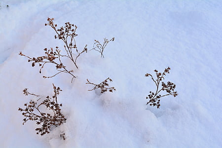 雪, 冬天, 雪堆, 景观, 自然, 冬天的灌木
