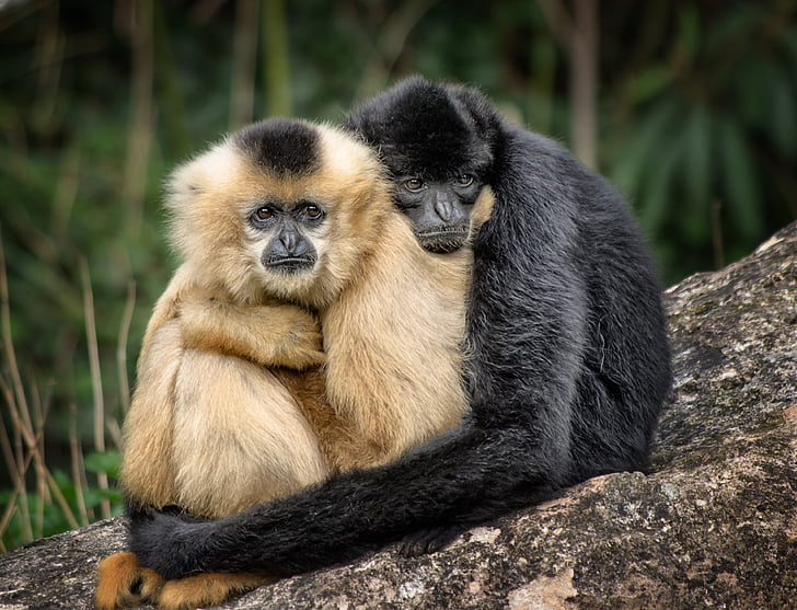 ape, hug, affection, embrace, zoo, animals, rest