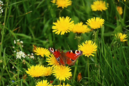 meadow, butterfly, close, eye moths, insect, flower, grass