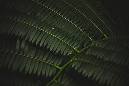 Close-up, Fronda, verde, hojas, planta