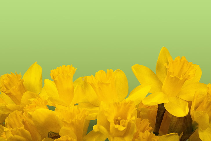 Narcis, proljeće, Uskrs, cvijet, cvatu, žuta, cvijet