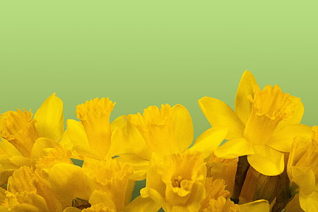 Narcizas, pavasarį, Velykų, žiedų, žydėti, geltona, gėlė