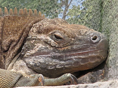 jamaican iguana, reptile, rare, wildlife, resting, animal, nature